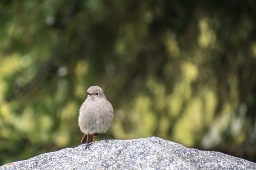 Free Detailed close-up of a Black Redstart perched on a rock in a natural setting. Stock Photo