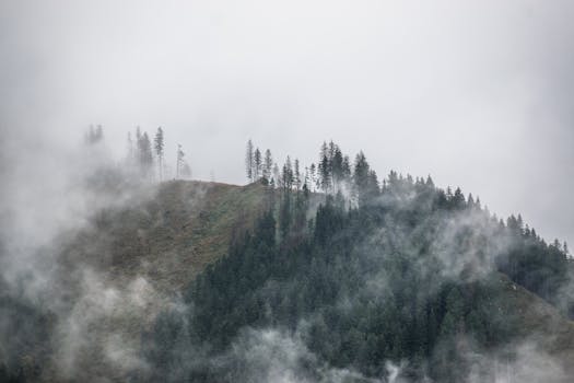 A serene misty mountain view featuring fog-covered evergreens, ideal for peaceful nature backgrounds.