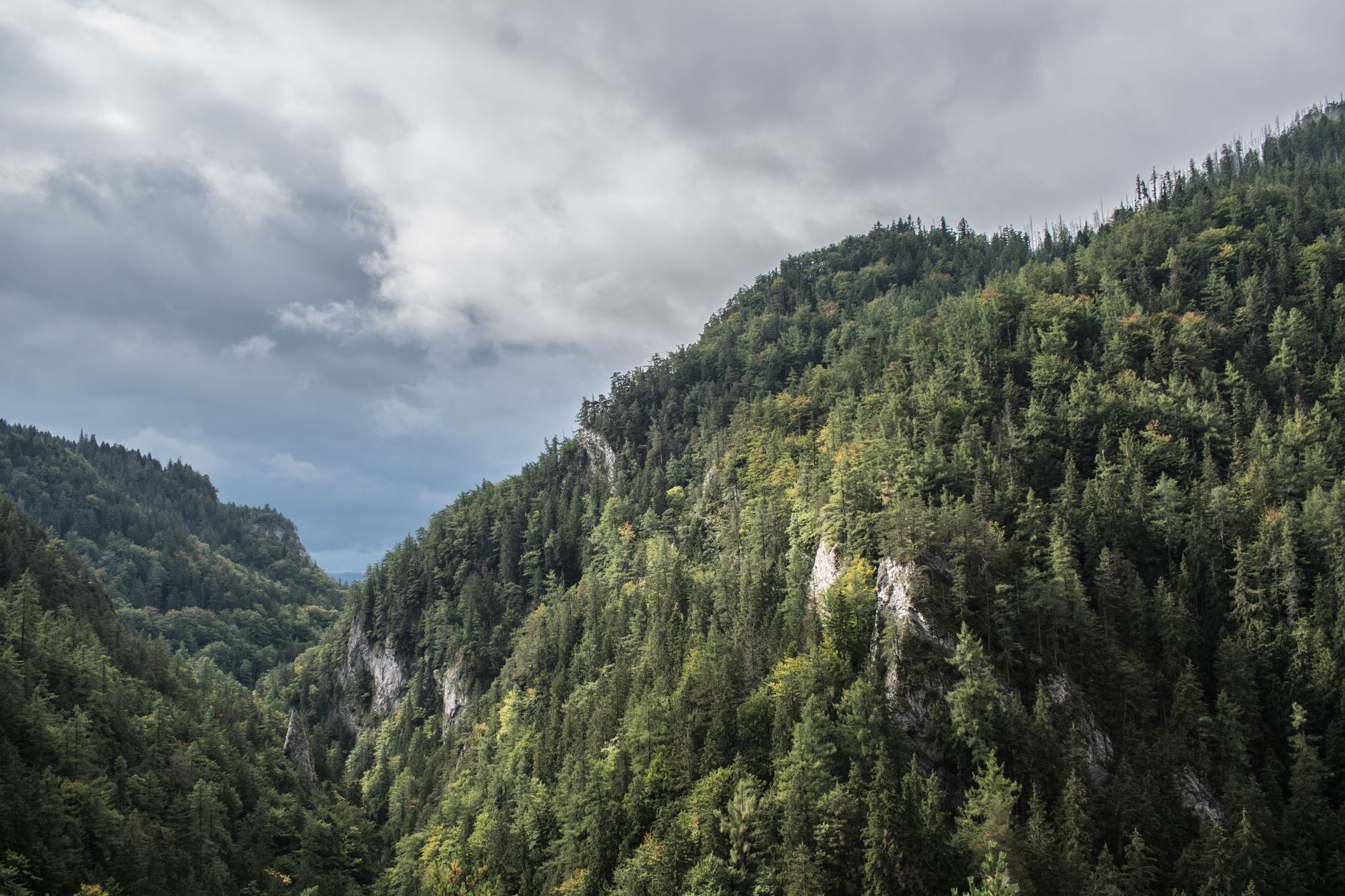 Küre Dağları — Amasra ormanları