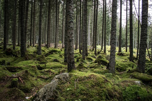 Green Mossy Ground in the Woods