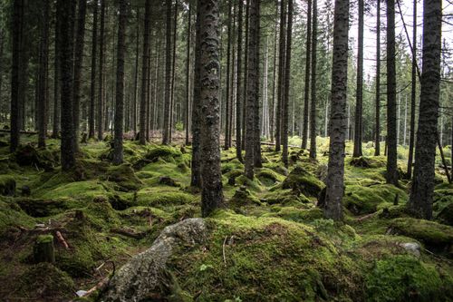 Free Explore the tranquility of a lush, moss-covered forest with towering pine trees in soft daylight. Stock Photo