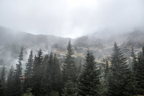 Mountains and Forest on Foggy Day