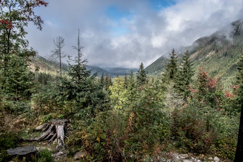 Photos gratuites de arbres verts, ciel nuageux, environnement