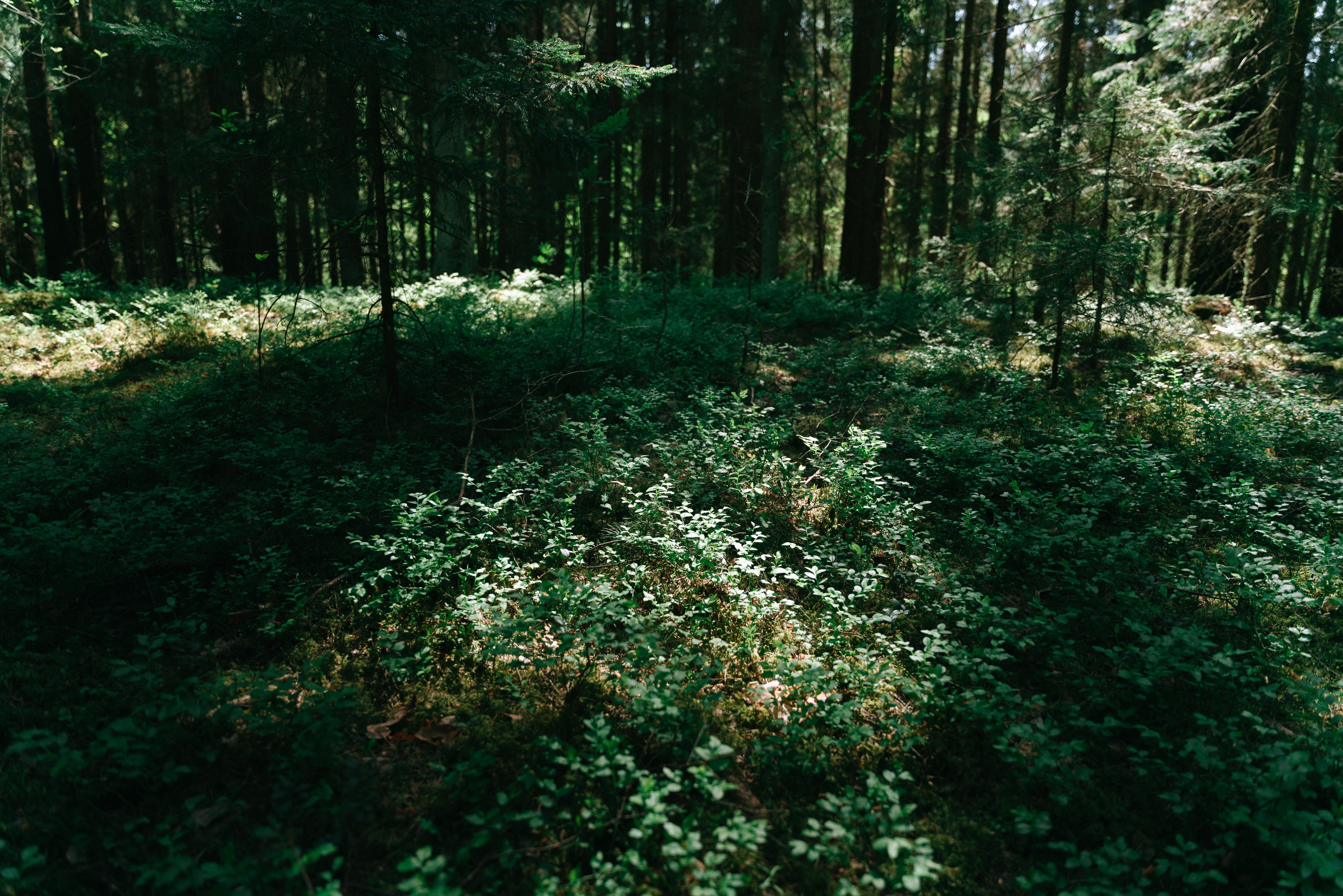 Waldlandschaft
