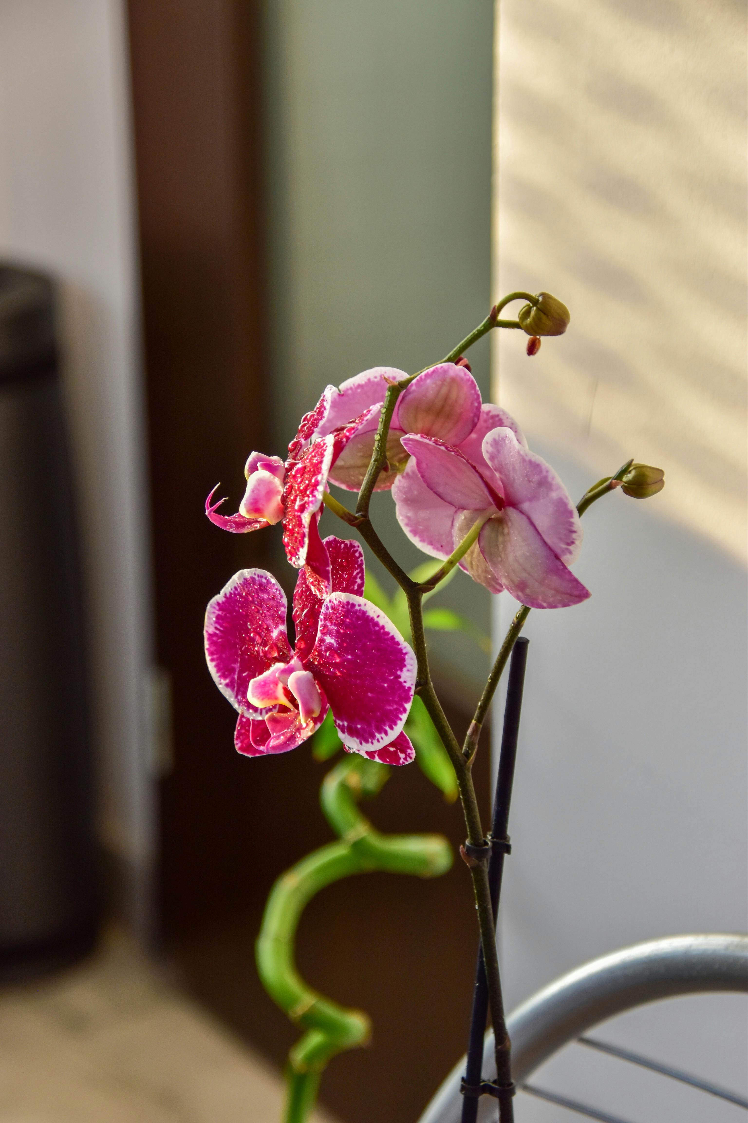 Pink Moth Orchid Flowers in Bloom · Free Stock Photo