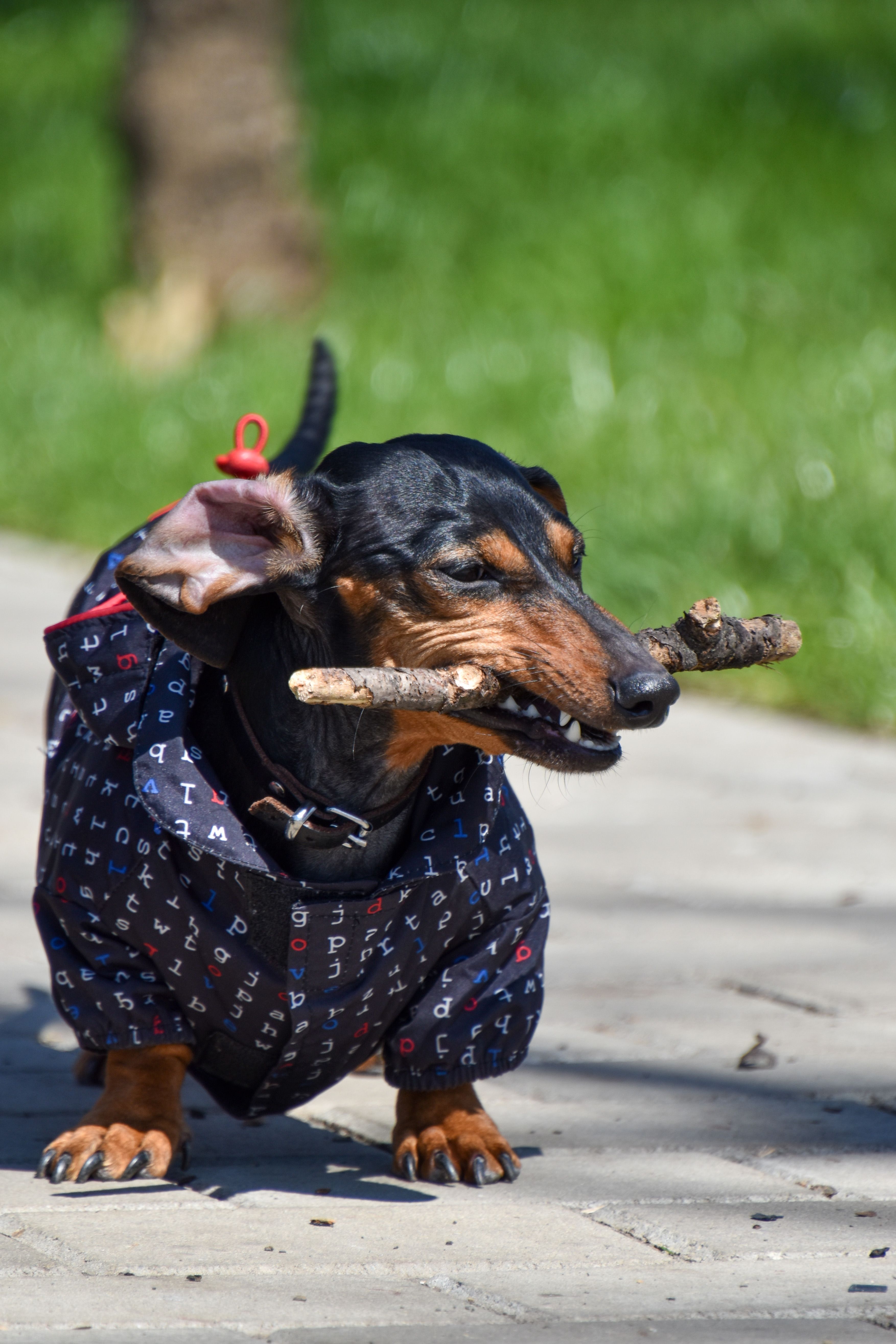 Black and Brown Dachshund Biting a Stick · Free Stock Photo