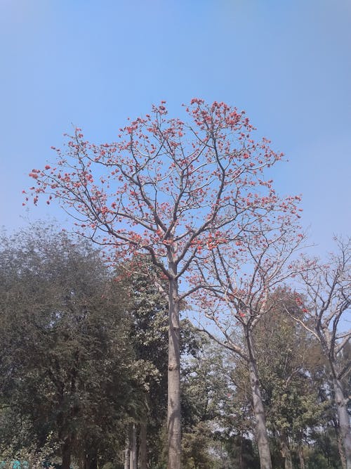 Arbre En Fleurs Dans Le Parc Par Beau Jour