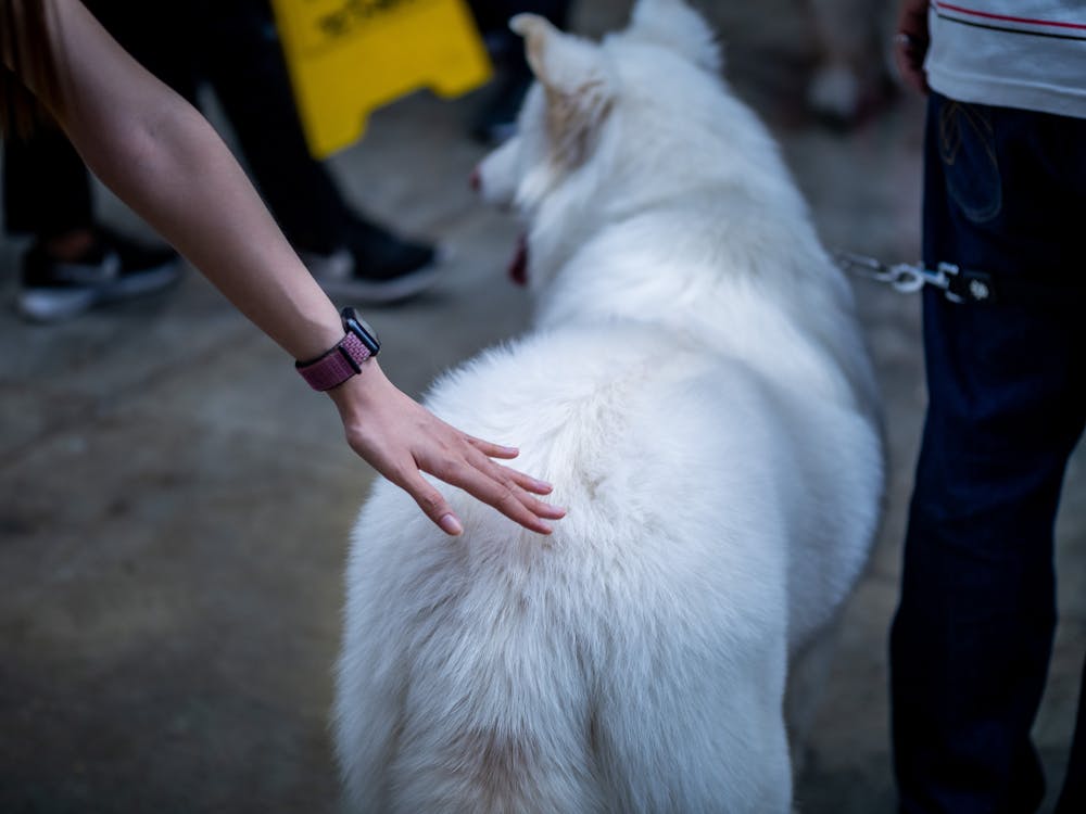 Fotobanka s bezplatnými fotkami na tému zviera