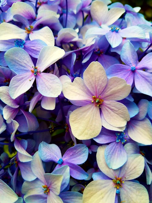 Gratis arkivbilde med blomster, busker, hortensia