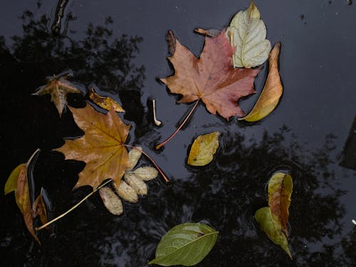 Fotos de stock gratuitas de hojas de árbol, hojas de arce, lluvia