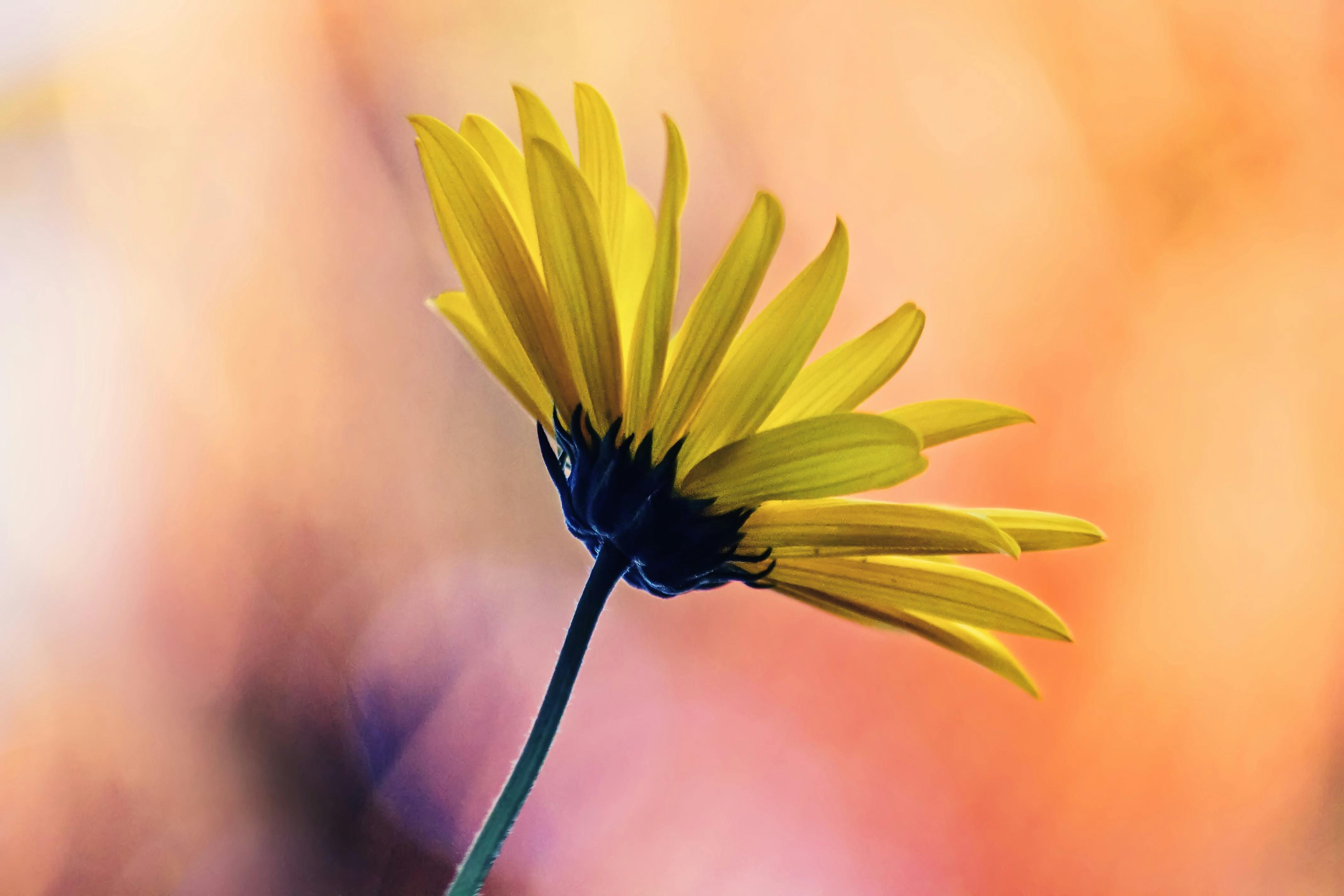 Free stock photo of daisy, golden sunset