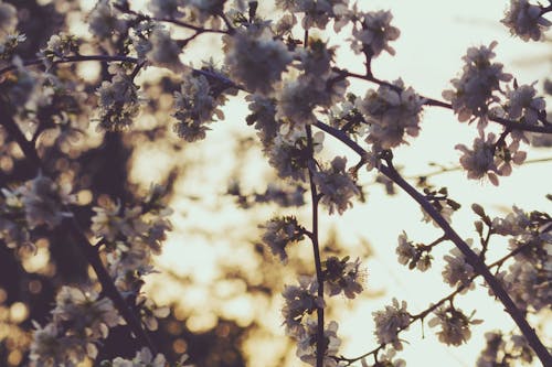 벚꽃, 체리 나무의 무료 스톡 사진