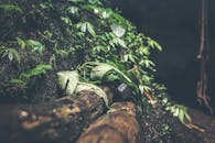Root Images