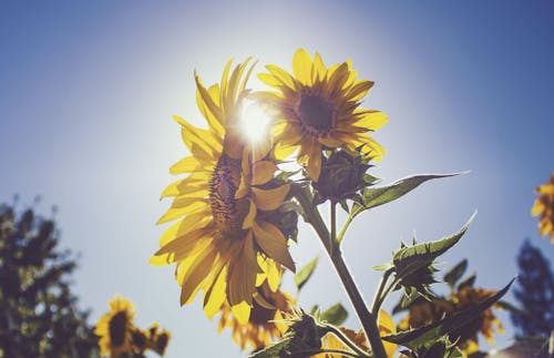 Free Sunflower Under Blue Sky Stock Photo
