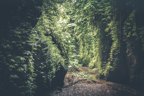 Download 100 000 Best Jungle Background Photos 100 Free Download Pexels Stock Photos
