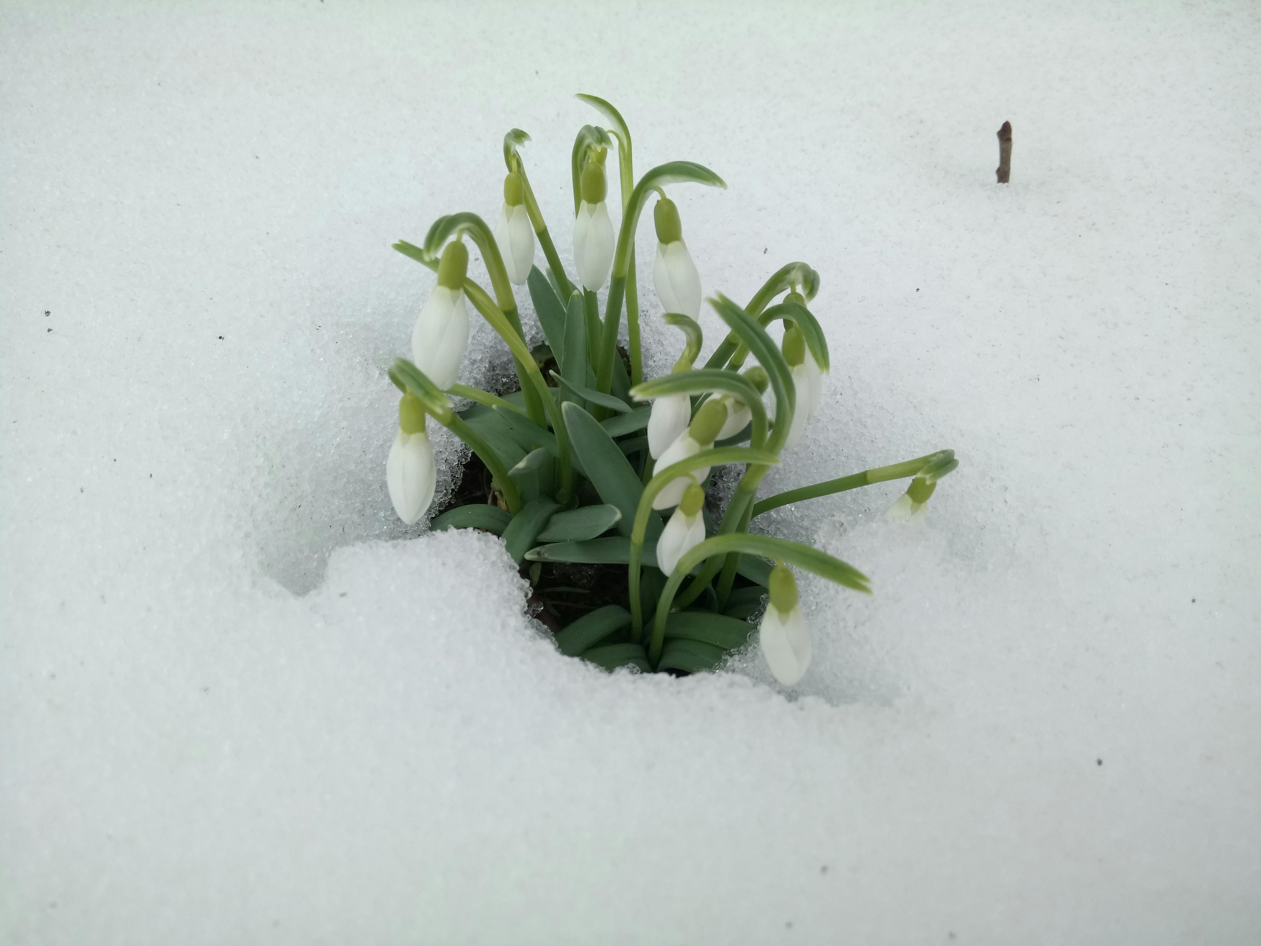 有关報春花 待雪草 鈴蘭水仙的免费素材图片