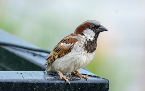 Free Close-Up Shot of a Sparrow Stock Photo