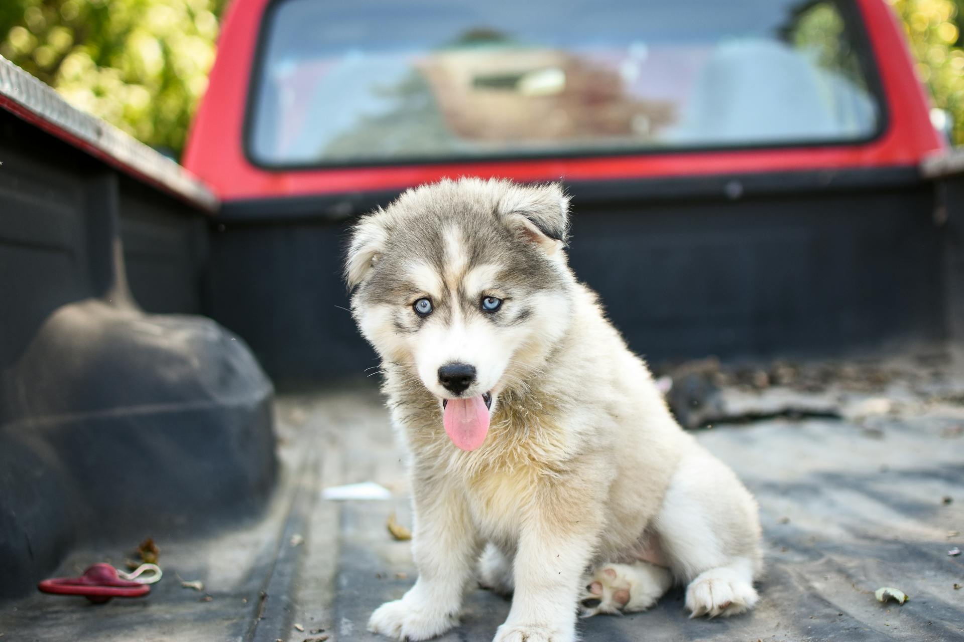 White and Gray Siberian Husky Puppy