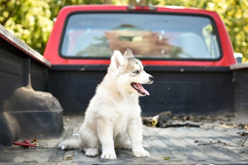 A White Siberian Husky Puppy on the Back of the Car