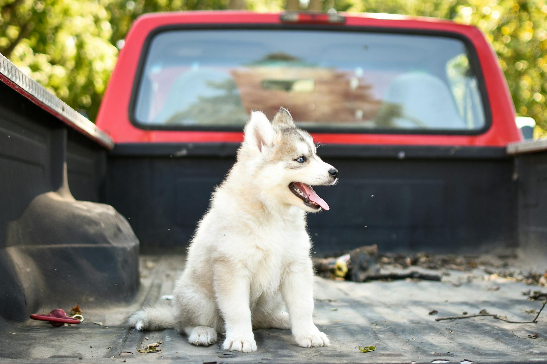 A White Siberian Husky Puppy on the Back of the Car