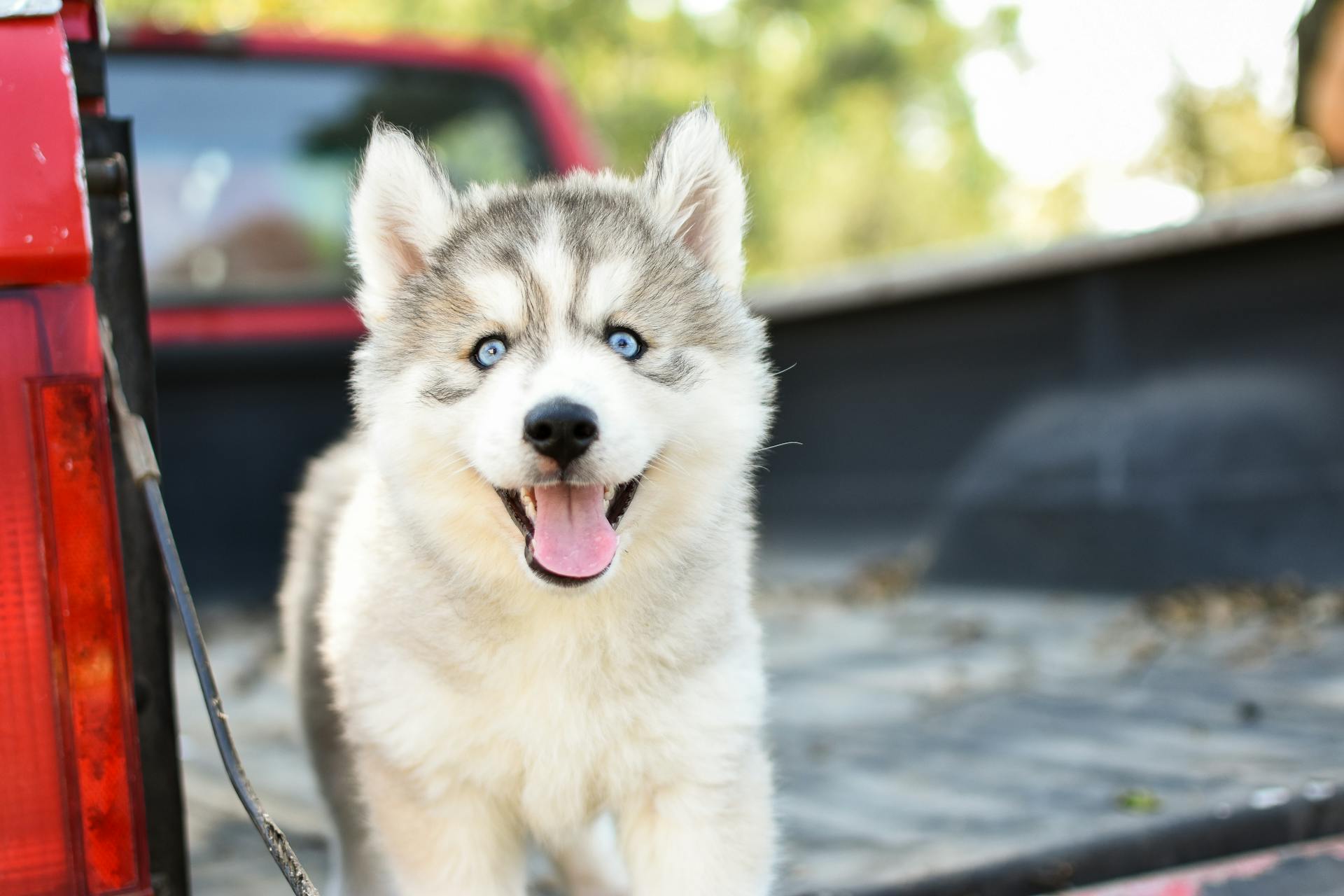 White and Gray Siberian Husky Puppy