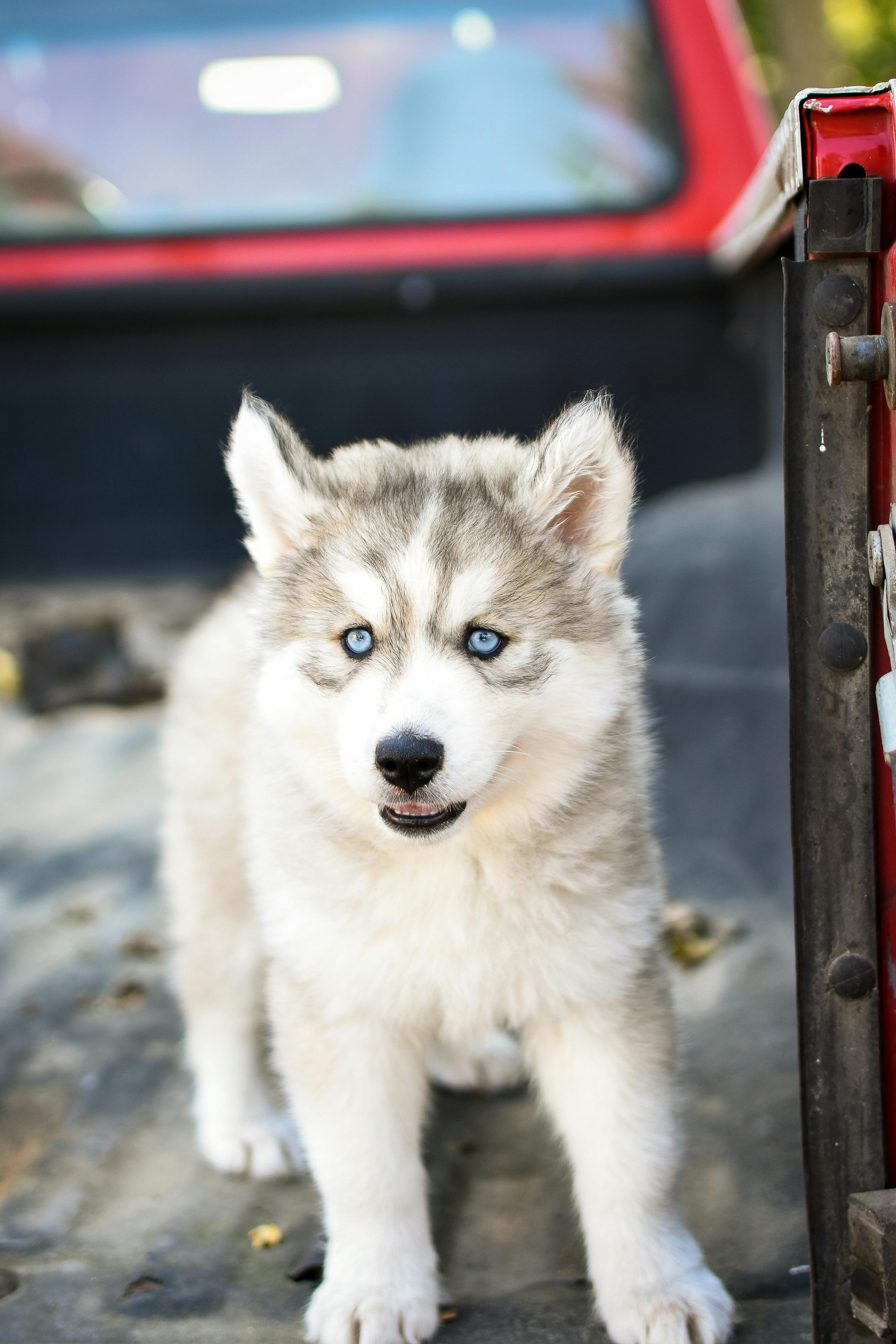 Short hair outlet husky puppy