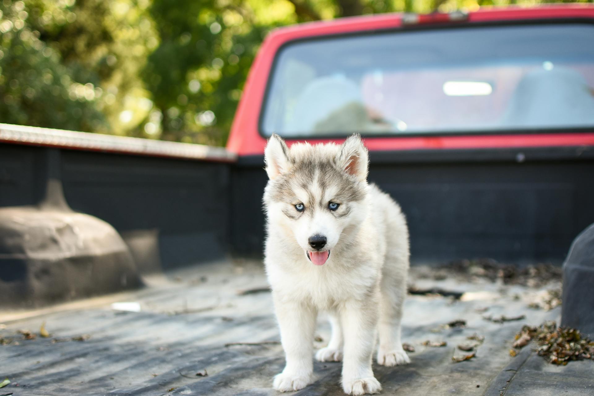 Witte en grijze Siberische Huskypuppy