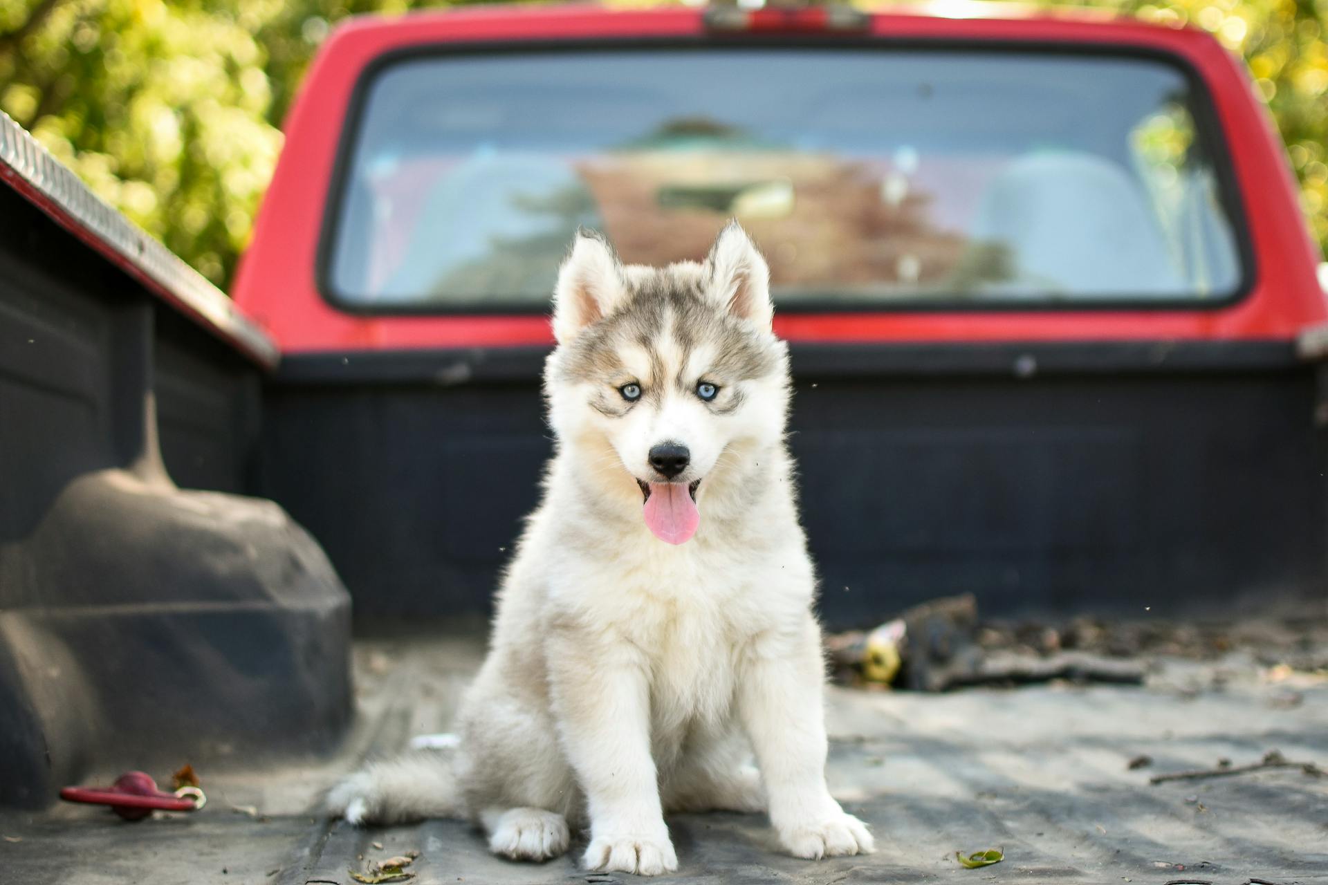 White and Gray Siberian Husky Puppy