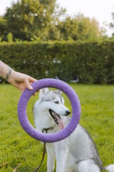 Siberian Husky outdoors with a person holding a purple ring toy in a green field.