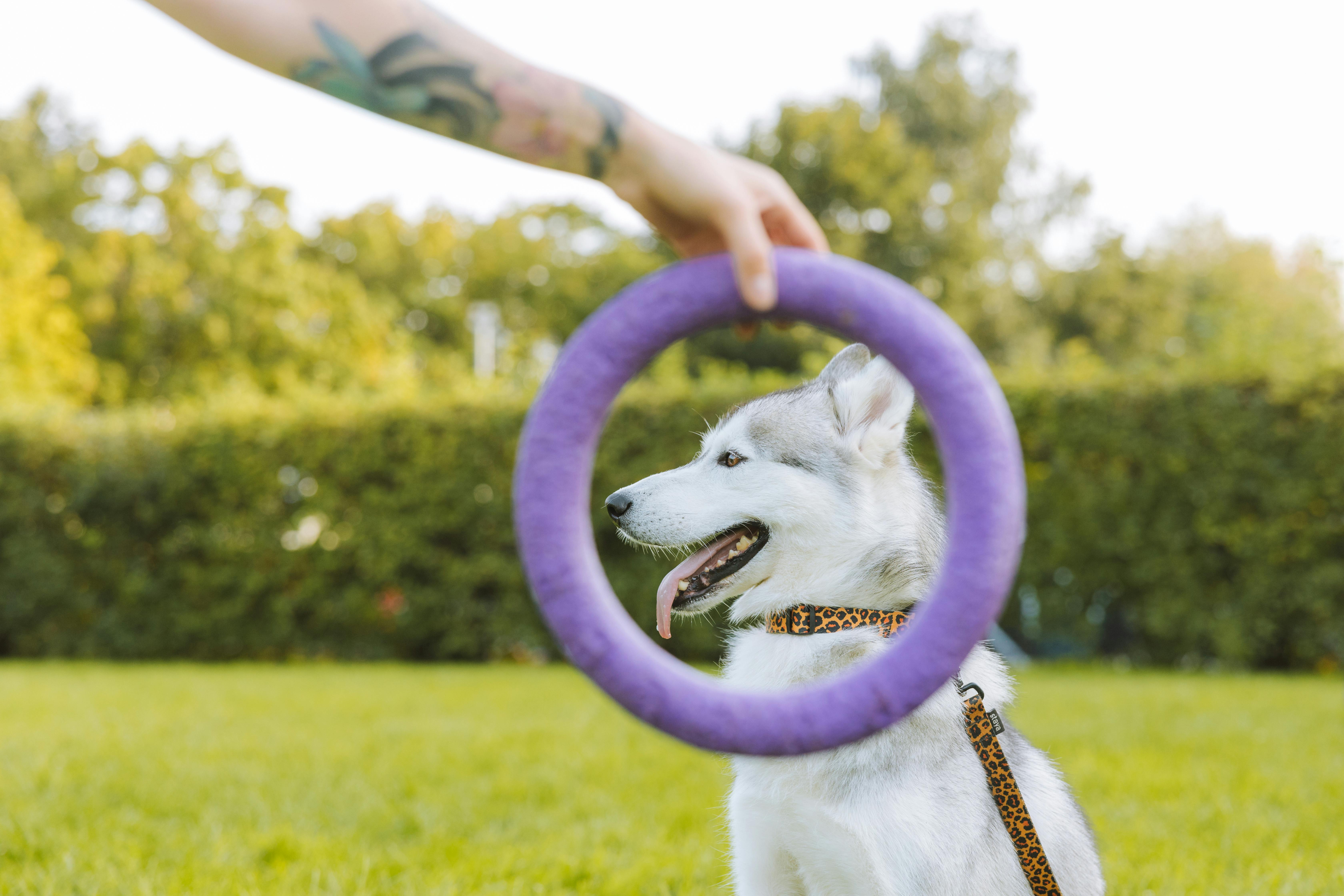 A Siberian Husky on Grass