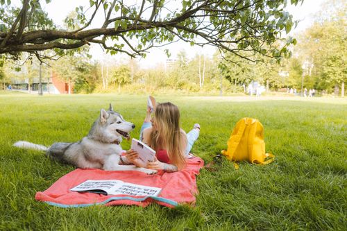 Free A woman reads with her Siberian husky on a picnic blanket in a sunny park. Stock Photo