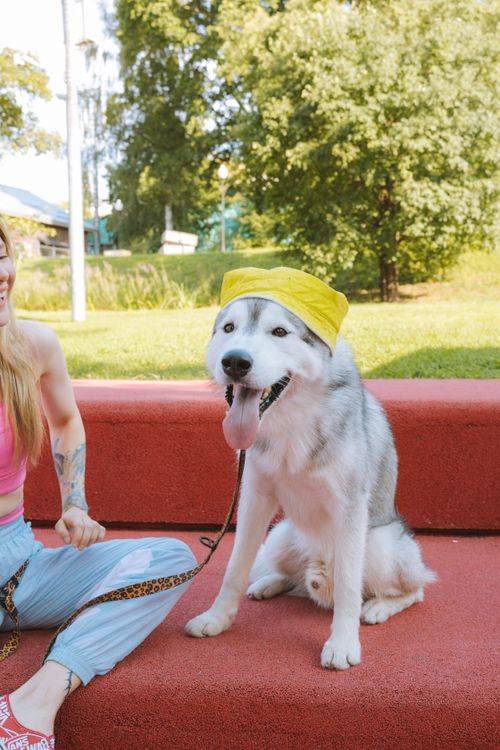 Free Siberian Husky dog wearing a yellow hat while sitting on red steps in a sunny park. Stock Photo