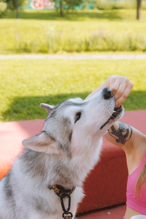 Free A Siberian Husky enjoying a treat given by a person outdoors on a sunny day. Stock Photo