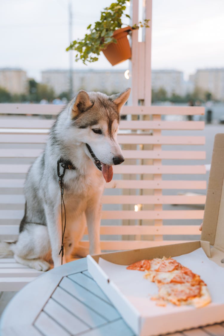 A Dog Sitting On A Bench Near Table With Pizza In A Box