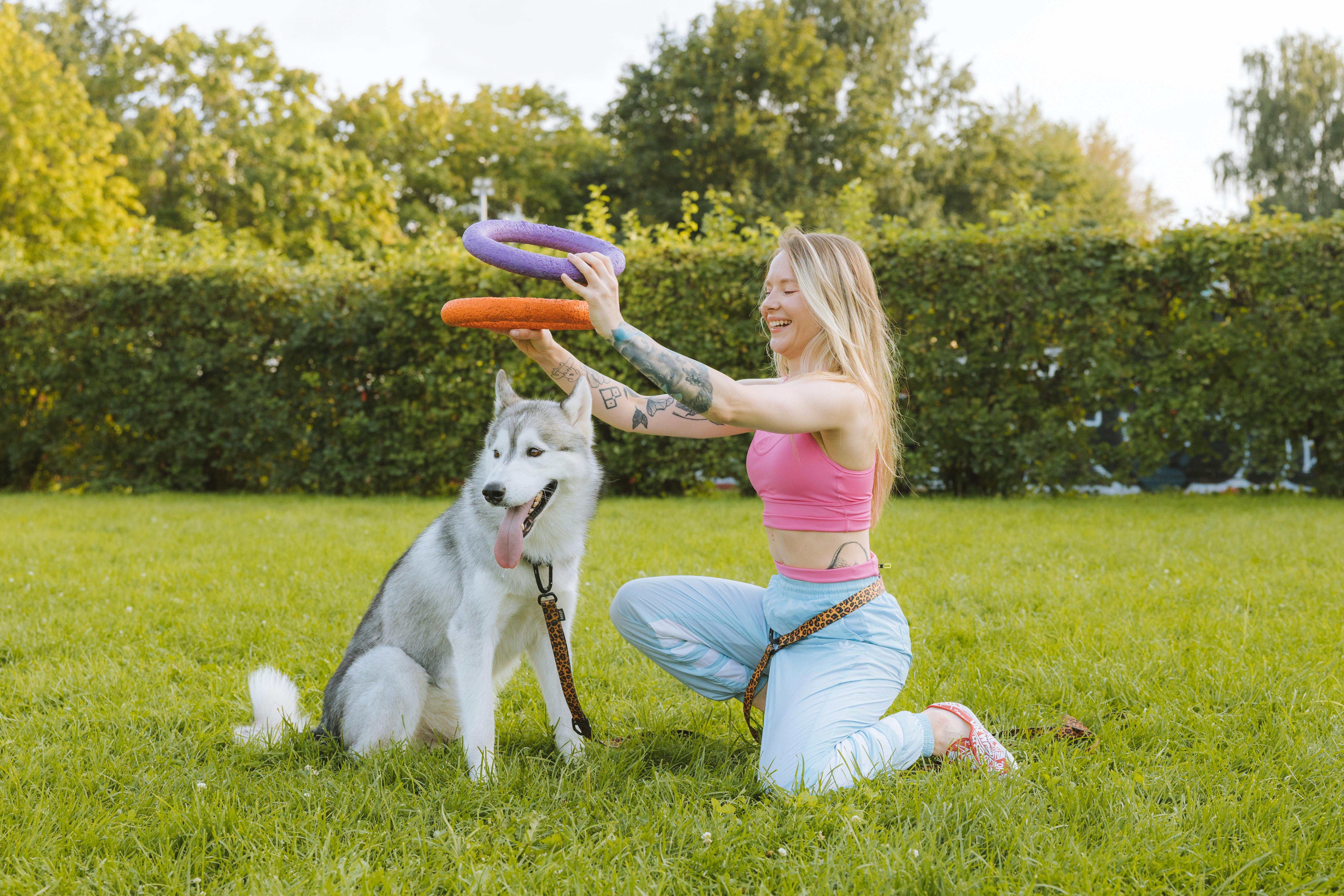 training-puppy-husky-photos-download-the-best-free-training-puppy