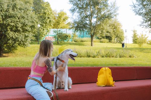Free A woman pets her hat-wearing Siberian Husky on a sunny day in the park. Stock Photo