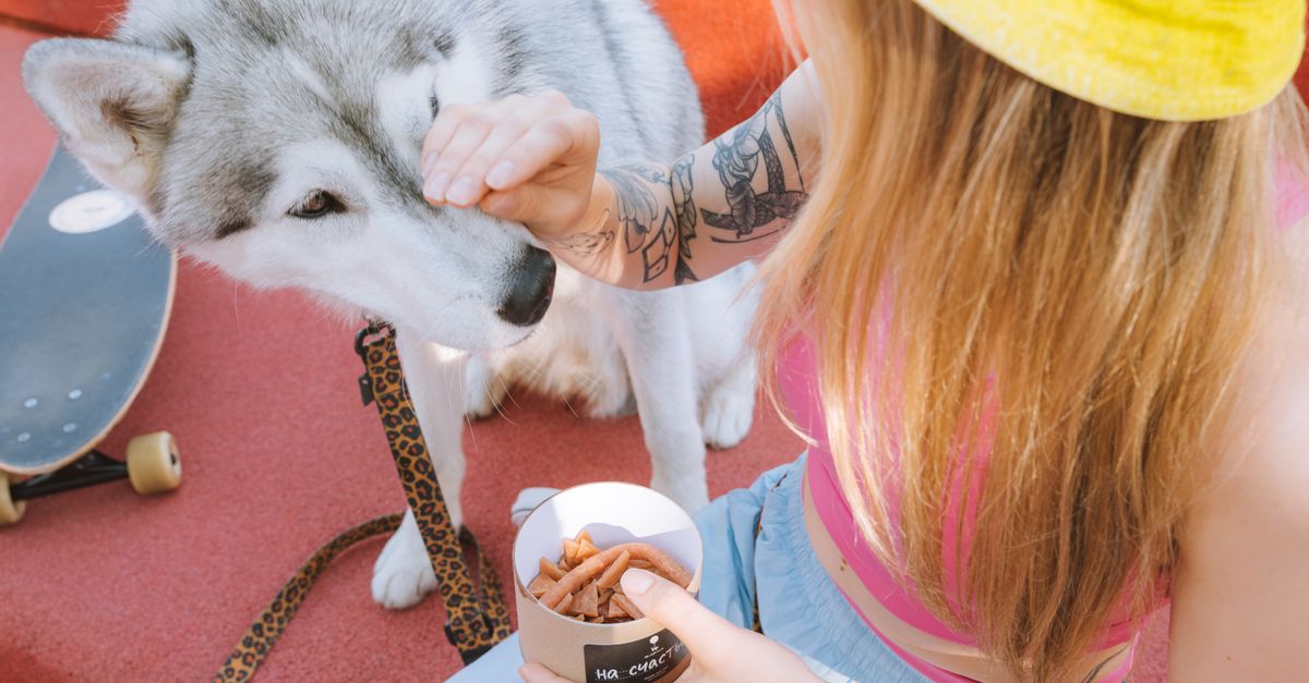 Close Up Photo of a Woman Feeding a Dog Close Up Photo of a Woman Feeding a Dog / How Many Treats Every Day Should My Dog Get