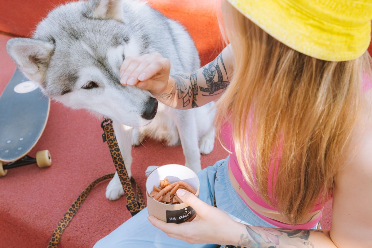 Owner feeding a husky from a bowl