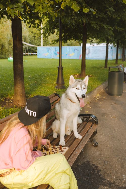 Free A woman and her Siberian husky playing chess on a park bench on a sunny day. Stock Photo