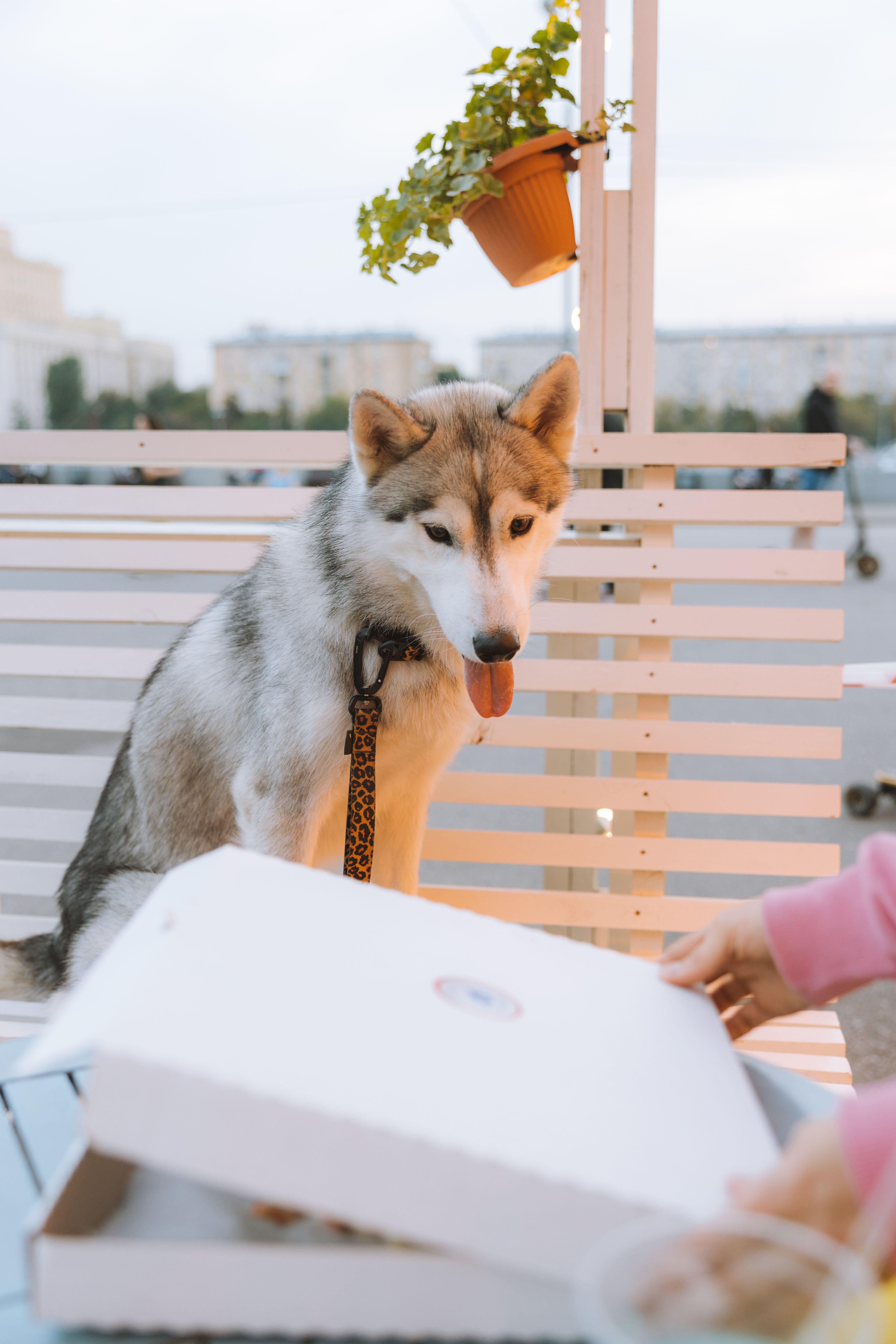A Dog Sitting on a Bench Looking at a White Box · Free Stock Photo