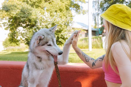 A woman in a yellow hat giving a high five to her Siberian Husky outdoors.