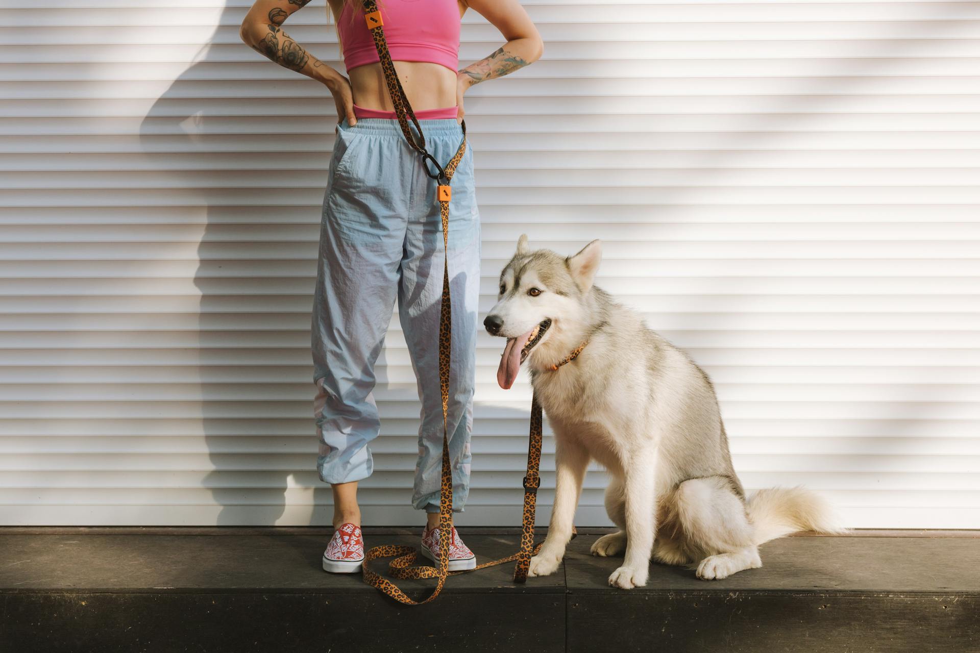 Dog Sitting on Concrete Pavement