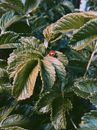 Free stock photo of animal, background, biology