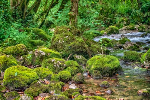 Free Green Moss on Rocks on River Stock Photo