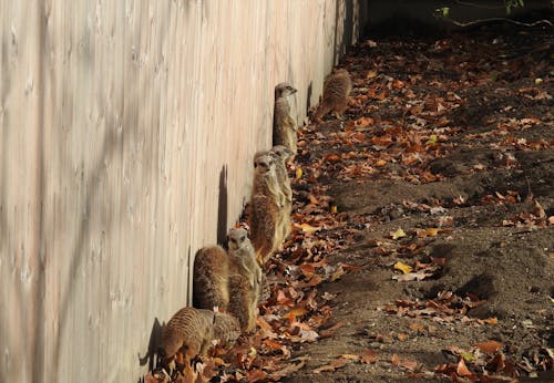 Free stock photo of meerkats, nature Stock Photo
