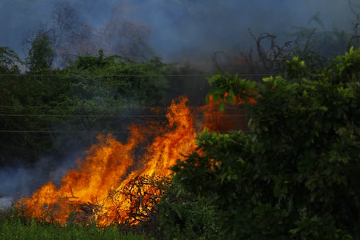 Intense wildfire burning amidst dense greenery, emitting thick smoke.