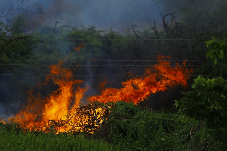 Wildfire Burning Forest