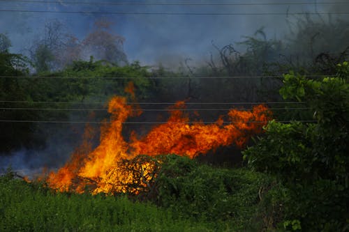 Free Бесплатное стоковое фото с горение, горячий, деревья Stock Photo