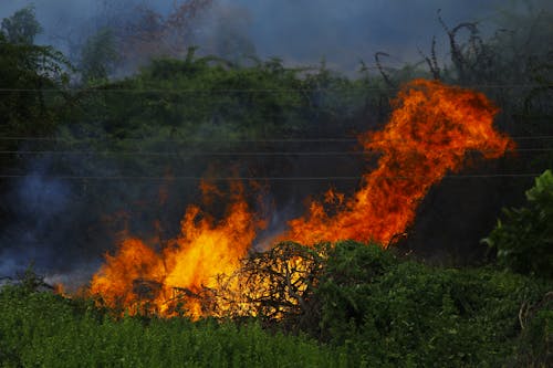 Gratis stockfoto met bossen, brand, brandend