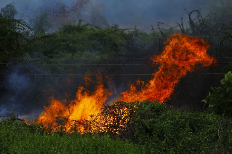 VIDEO. Pompierii din Timișoara salvează un arici în mijlocul unui incendiu de vegetație
